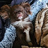 Lady a rejoint le concours — aidez-le/la à gagner de superbes lots ! blanket, brown_fur, closed_eyes, couch, cozy, cute, dog, fluffy, indoors, long_hair, pet, portrait, puppy, relaxed, resting, sleeping, sleepy, small_breed, snuggled, white_chest