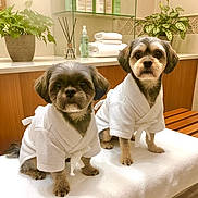 Pablo-Monty joined the competition — help win amazing prizes! dog, bathrobe, white_towel, bench, indoor, bathroom, plant, toiletries, pet, small_dog, fur, cute, pampered, relaxation, wooden_bench, folded_towels, spa, clean, sitting, calm