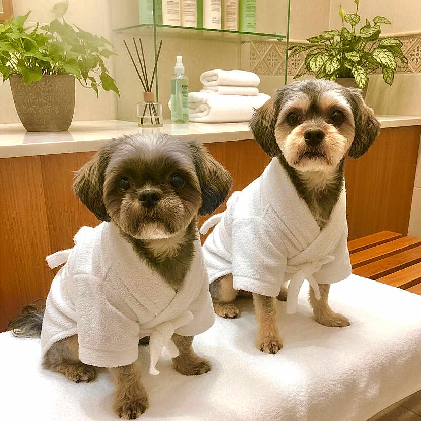 Pablo-Monty joined the competition — help win amazing prizes! dog, bathrobe, white_towel, bench, indoor, bathroom, plant, toiletries, pet, small_dog, fur, cute, pampered, relaxation, wooden_bench, folded_towels, spa, clean, sitting, calm