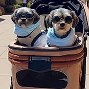 Pablo-Monty is registered to the contest to win money with this photo: dog, pet, sunglasses, scarf, stroller, outdoor, sunny, cute, animal, fashion, accessory, walking, companions, leisure, daytime, portrait, two_dogs, cozy, travel, petsitting