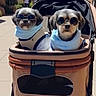accessory, animal, canine, companion, cool, cozy, cute, daytime, dog, fashion, leisure, outdoor, pet, portrait, scarf, stroller, sunglasses, sunny, two_dogs, walking