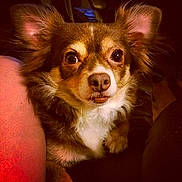 Roxie is registered to the contest to win money with this photo: