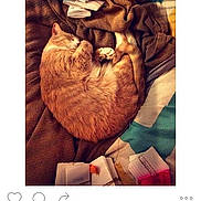 Merlin is registered to the contest to win money with this photo: