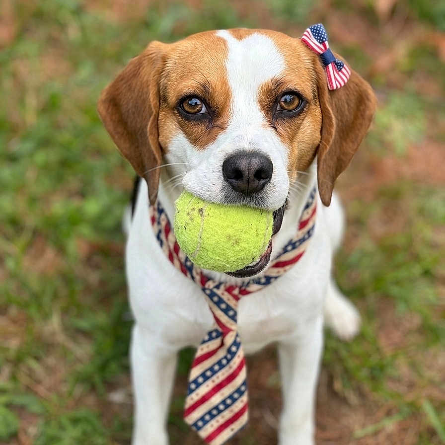 Willow