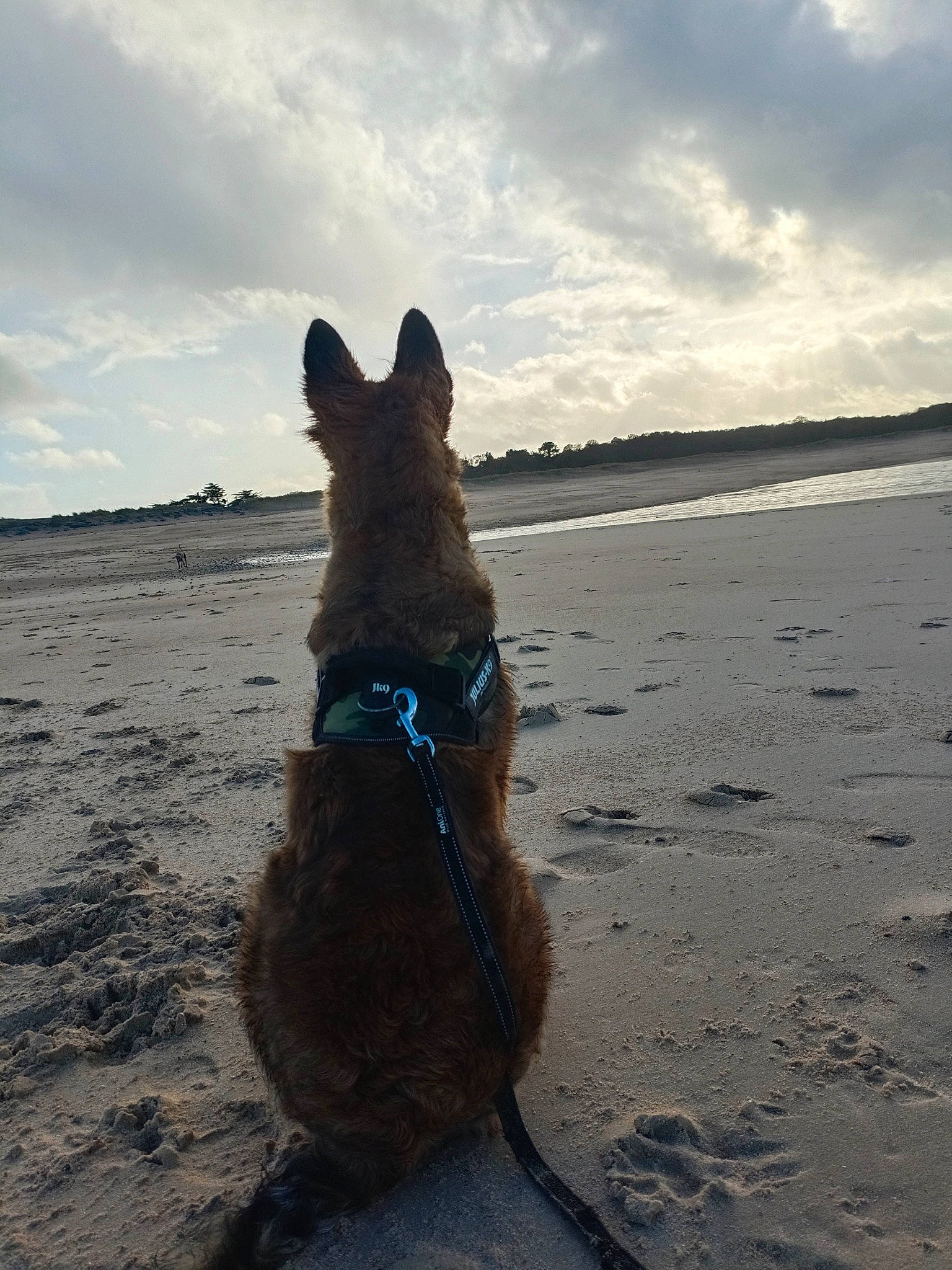 Utah a rejoint le concours — aidez-le/la à gagner de superbes lots ! beach, canidae, carnivore, cloud, collar, dog, dog_breed, dog_collar, fawn, horizon, landscape, ocean, pet_supply, sand, shadow, sky, sporting_group, tail, water, working_animal