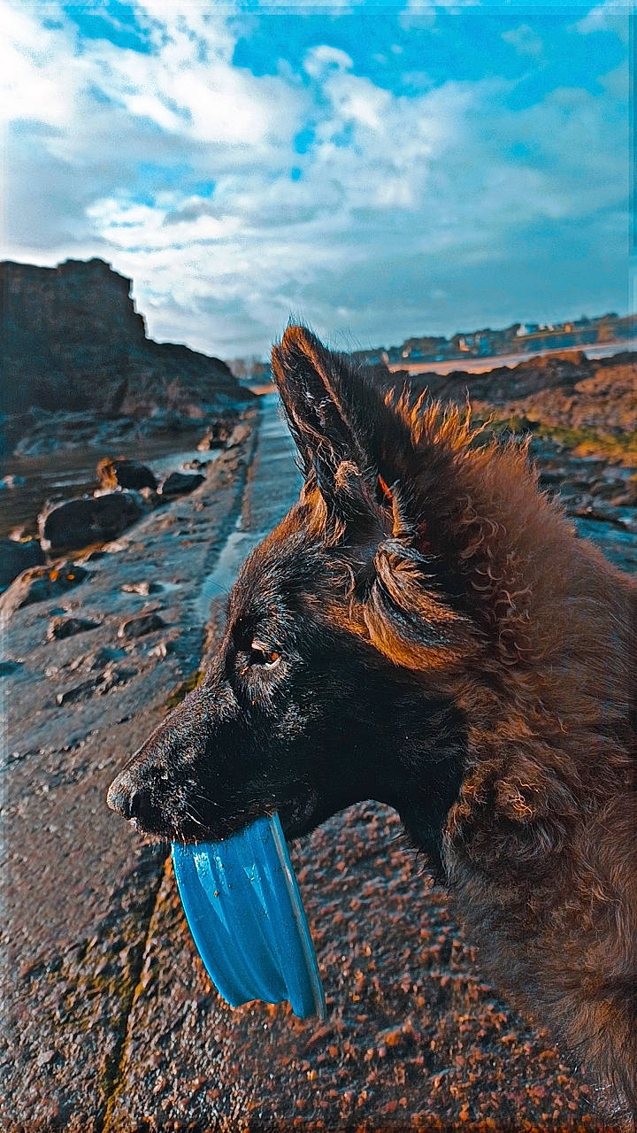 Utah participe au concours pour gagner de l'argent avec cette photo : canidae, canis, carnivore, cloud, dog, dog_breed, german_shepherd_dog, giant_dog_breed, herding_dog, king_shepherd, landscape, mountain, ocean, old_german_shepherd_dog, rock, sky, sporting_group, water, wildlife, wood