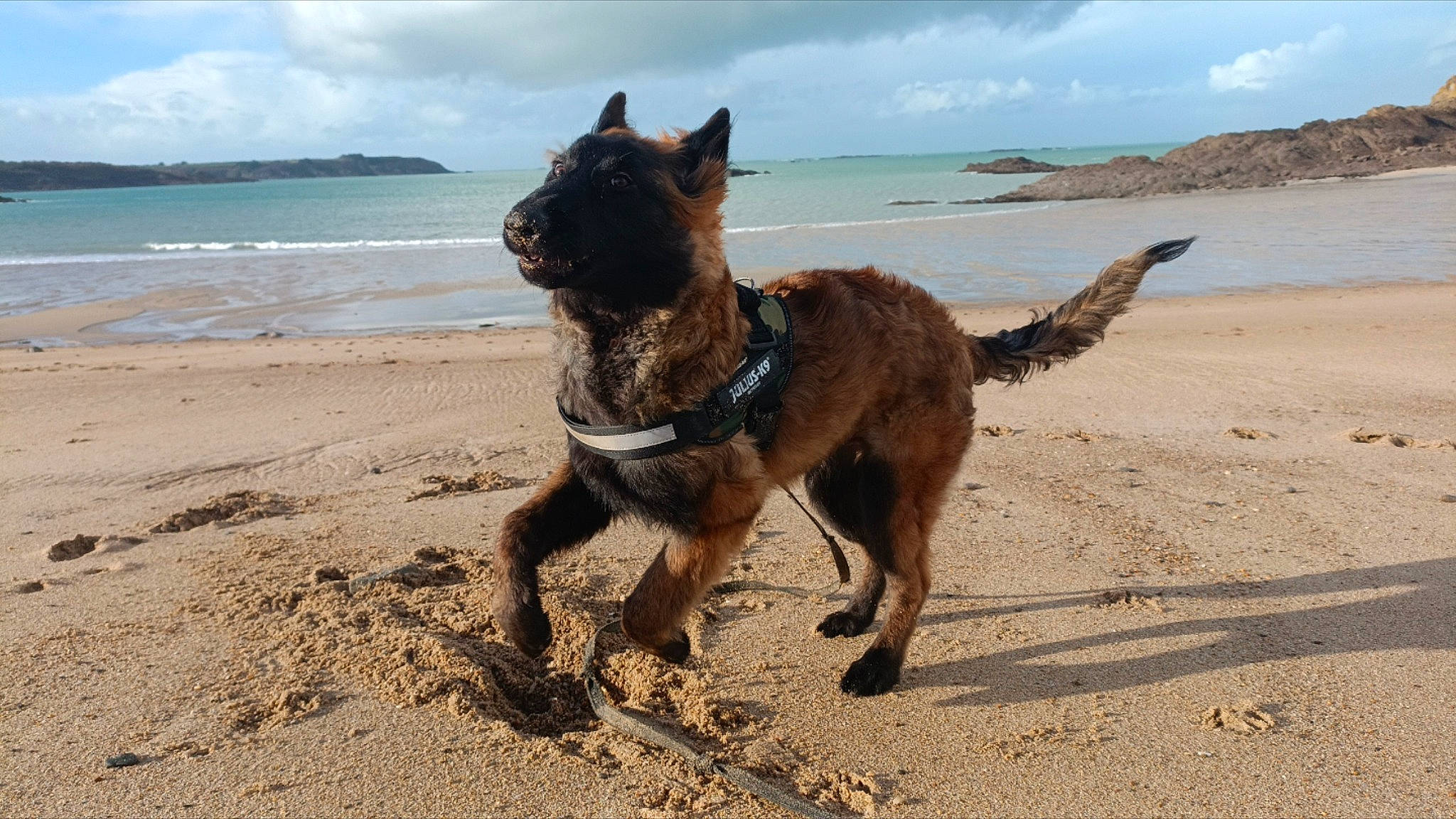 Utah participe au concours pour gagner de l'argent avec cette photo : beach, canidae, carnivore, cloud, coast, collar, dog, dog_breed, dog_supply, fawn, herding_dog, leash, ocean, sky, sporting_group, tail, terrier, water, working_animal, working_dog