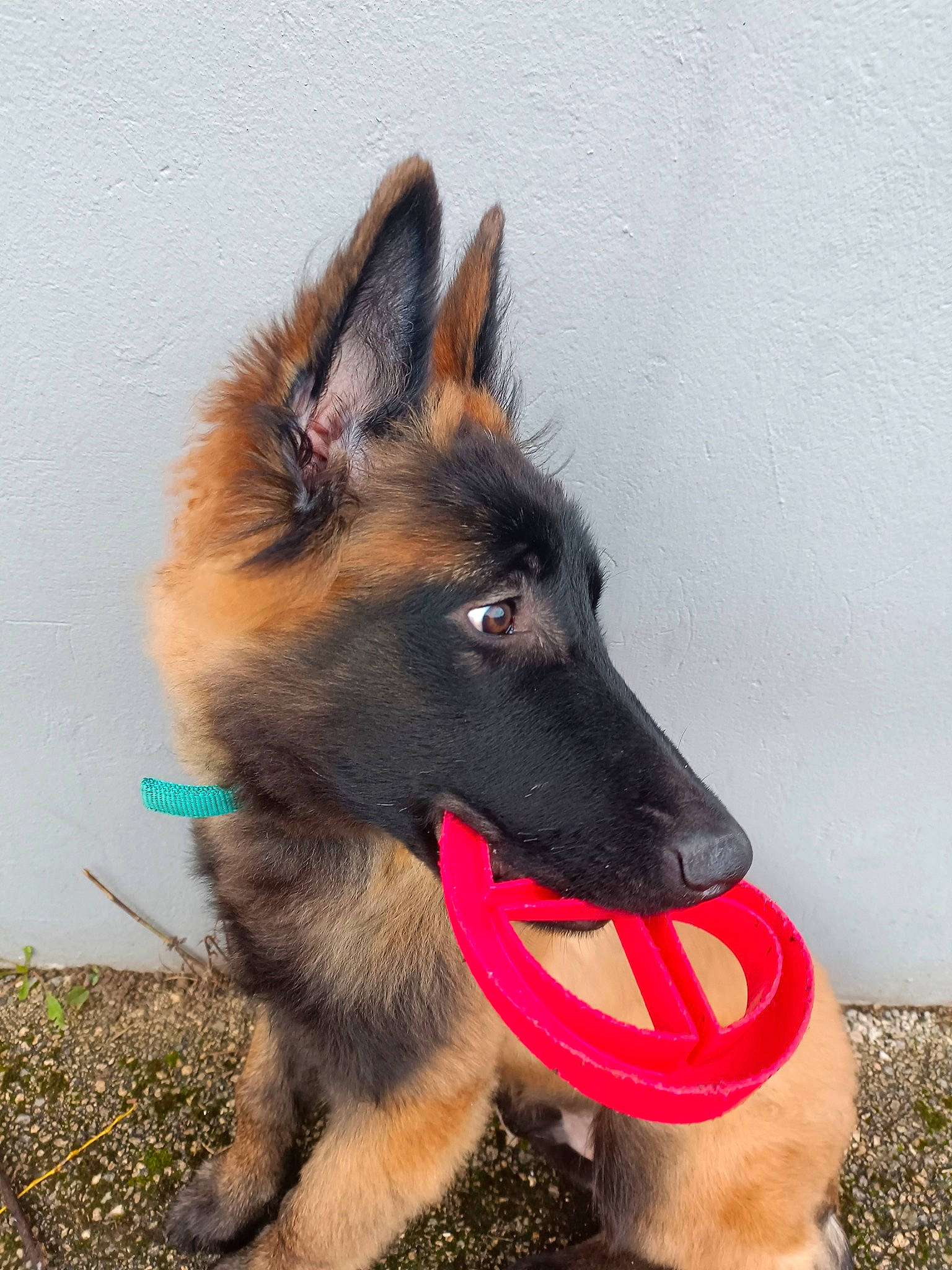 Utah a rejoint le concours — aidez-le/la à gagner de superbes lots ! canidae, carnivore, collar, companion_dog, dog, dog_breed, dog_supply, fawn, fur, german_shepherd_dog, herding_dog, king_shepherd, liver, old_german_shepherd_dog, pet_supply, snout, sporting_group, working_animal, working_dog