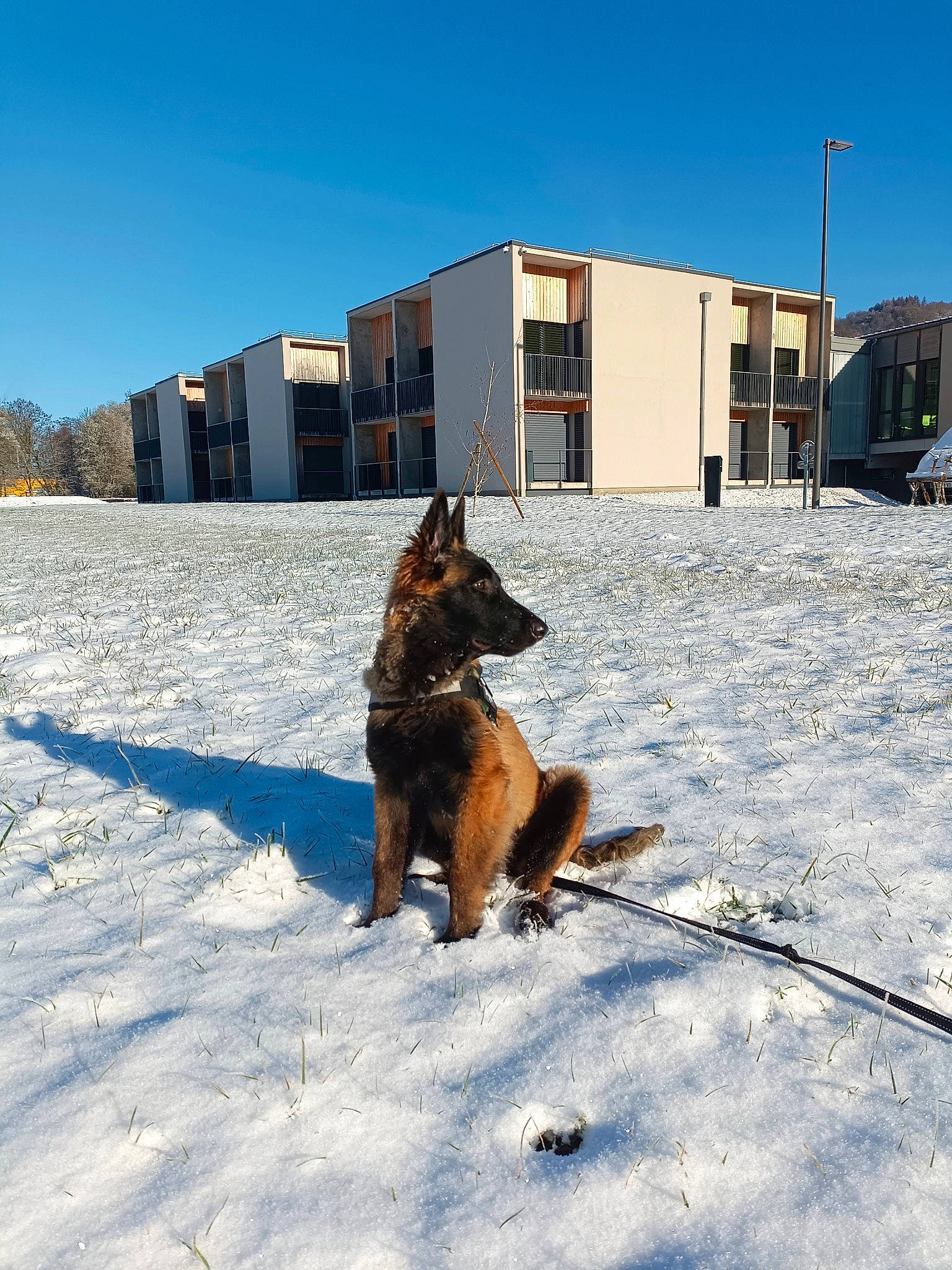 Utah a rejoint le concours — aidez-le/la à gagner de superbes lots ! building, canidae, carnivore, collar, dog, dog_breed, fawn, freezing, herding_dog, house, landscape, roof, shadow, sky, snout, snow, sporting_group, tail, window, winter