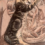 Simba participe au concours pour gagner de l'argent avec cette photo : kitten, cat, sleeping, tabby, pet, blanket, couch, remote_control, fur, cozy, indoor, resting, animal, cute, soft, comfort, home, relaxing, tabby_cat, nap