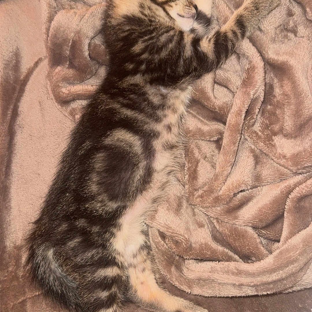 Simba participe au concours pour gagner de l'argent avec cette photo : animal, blanket, cat, comfort, couch, cozy, cute, fur, home, indoor, kitten, nap, pet, relaxing, remote_control, resting, sleeping, soft, tabby, tabby_cat