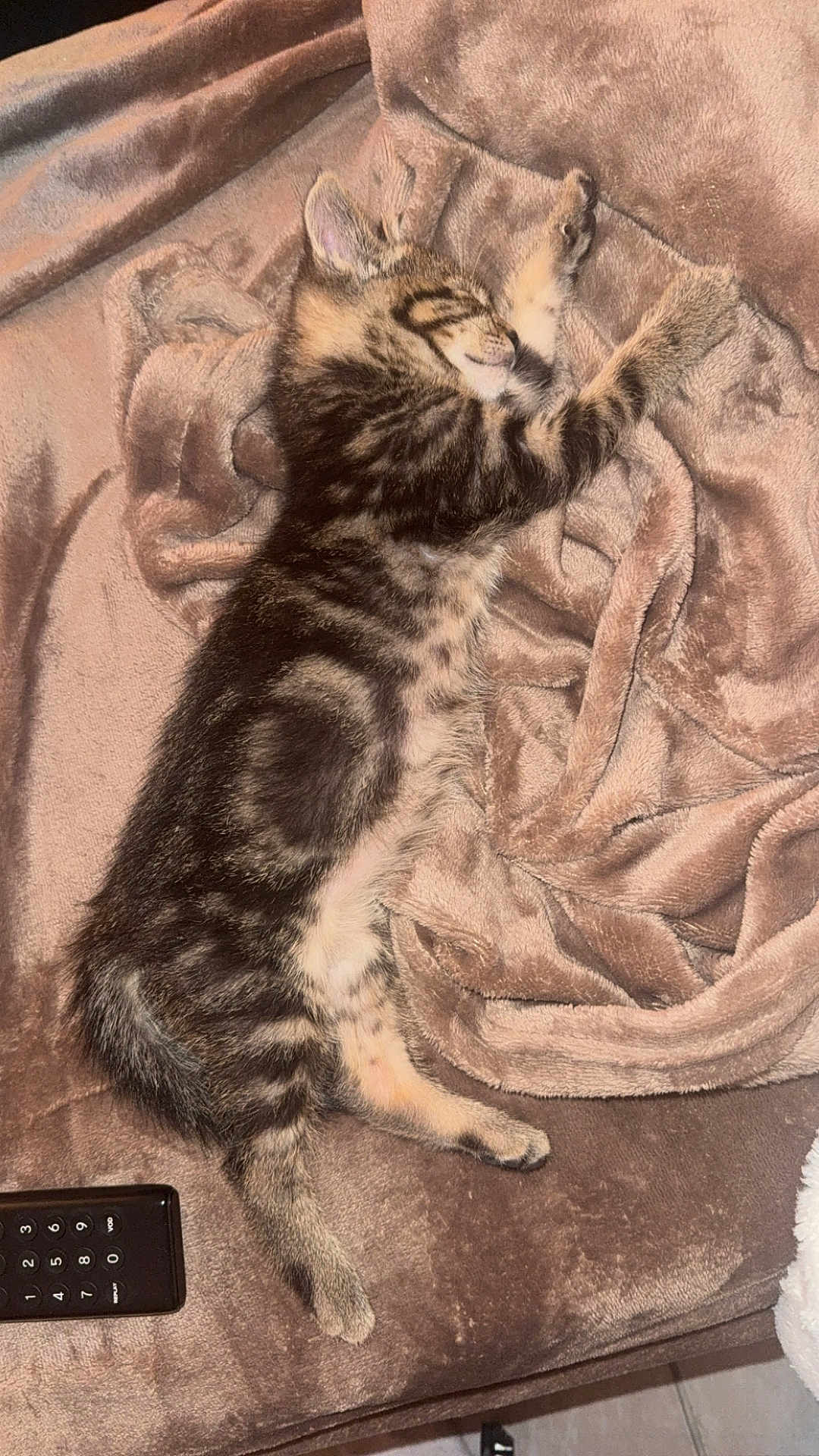 Simba participe au concours pour gagner de l'argent avec cette photo : kitten, cat, sleeping, tabby, pet, blanket, couch, remote_control, fur, cozy, indoor, resting, animal, cute, soft, comfort, home, relaxing, tabby_cat, nap