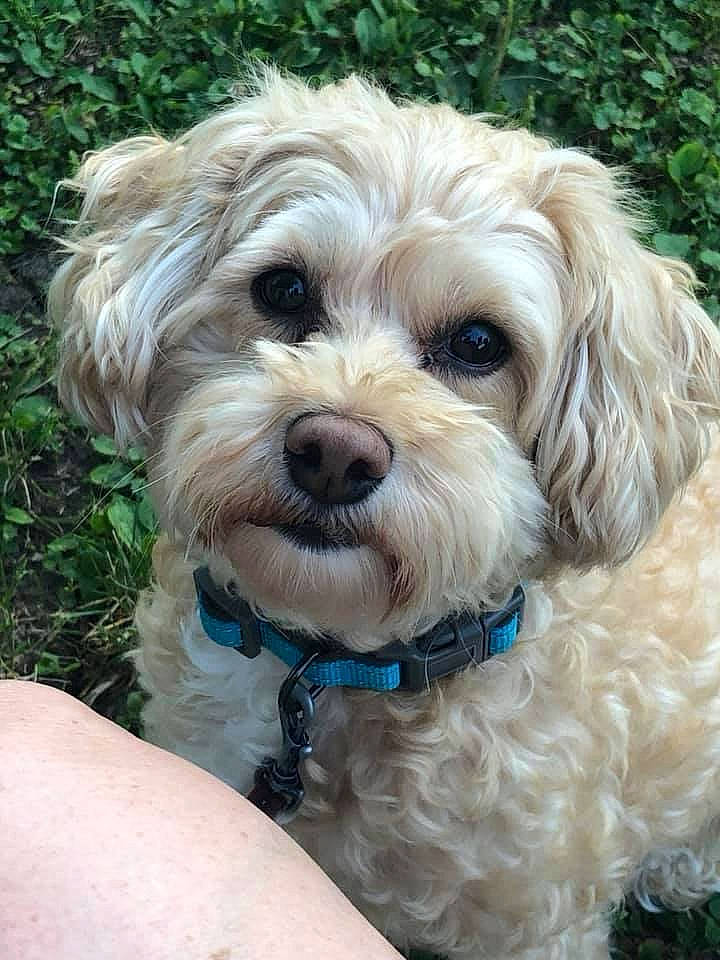 Berkeley is registered to the contest to win money with this photo: canidae, carnivore, cavachon, cavapoo, cockapoo, companion_dog, dog, dog_breed, dutch_smoushond, havanese, maltepoo, mammal, morkie, pekapoo, poodle_crossbreed, puppy, schnoodle, shih_poo, sporting_lucas_terrier, vertebrate