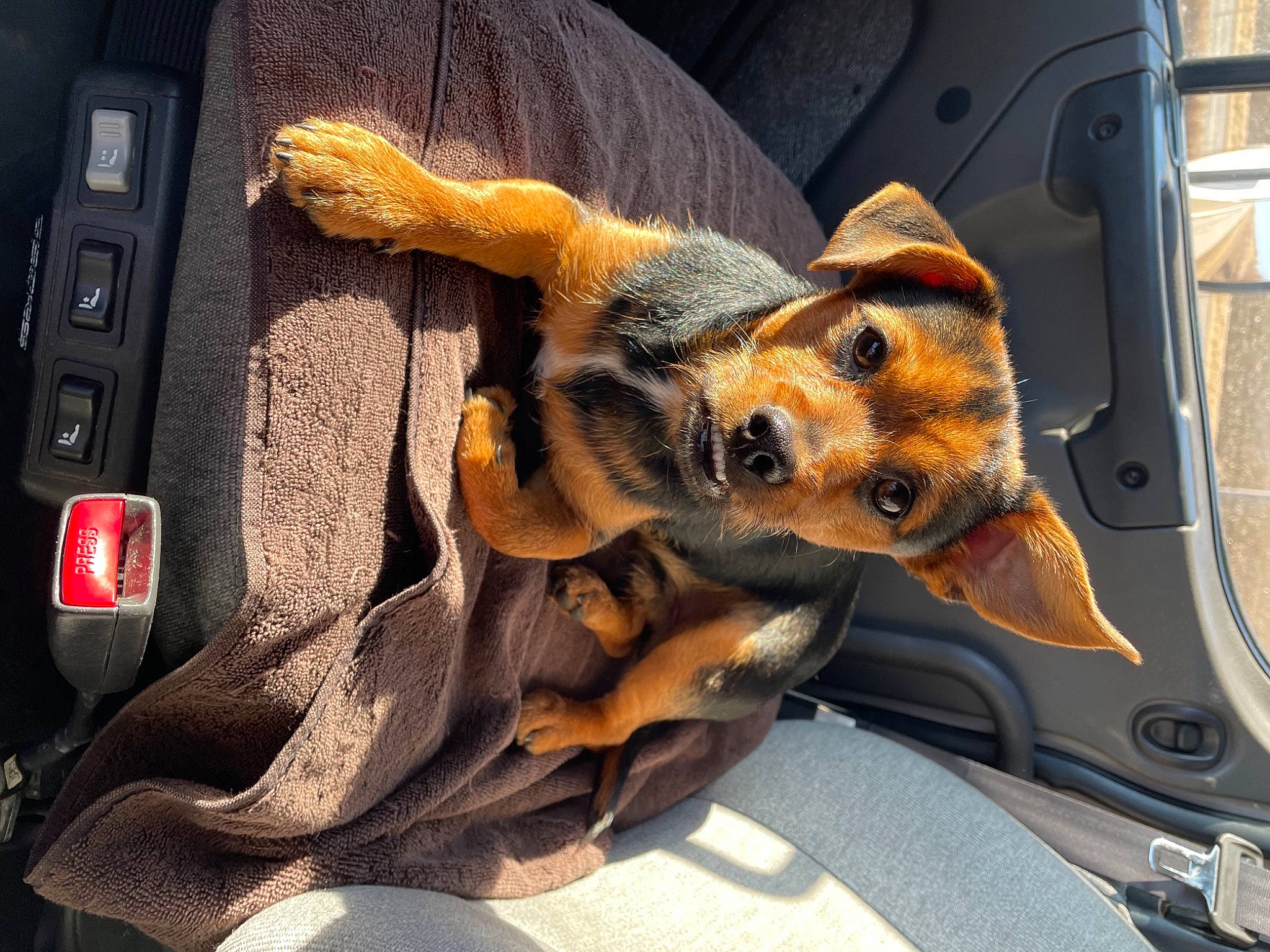 Zuko is registered to the contest to win money with this photo: auto_part, automotive_design, automotive_exterior, car, car_seat_cover, carnivore, companion_dog, computer_keyboard, dog, dog_breed, fawn, hood, motor_vehicle, personal_luxury_car, plant, steering_part, steering_wheel, vehicle, vehicle_door, window