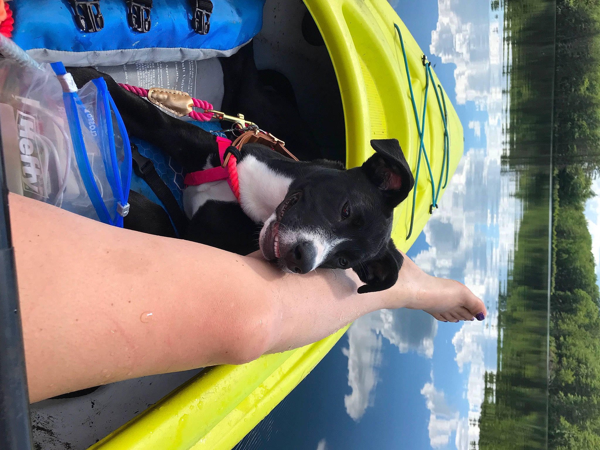 Macy joined the competition — help win amazing prizes! adventure, automotive_exterior, bumper, carmine, carnivore, dog, electric_blue, fun, grass, hood, human_leg, leisure, personal_protective_equipment, recreation, sky, thigh, tree, vehicle_door, wrist, yellow