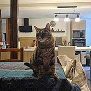 Sirius participe au concours pour gagner de l'argent avec cette photo : cat, tabby_cat, table, tablecloth, kitchen, indoor, chair, lamp, clock, modern, furniture, pet, animal, domestic, cozy, living_space, wooden, blanket, home, appliance
