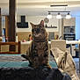 cat, tabby_cat, table, tablecloth, kitchen, indoor, chair, lamp, clock, modern, furniture, pet, animal, domestic, cozy, living_space, wooden, blanket, home, appliance