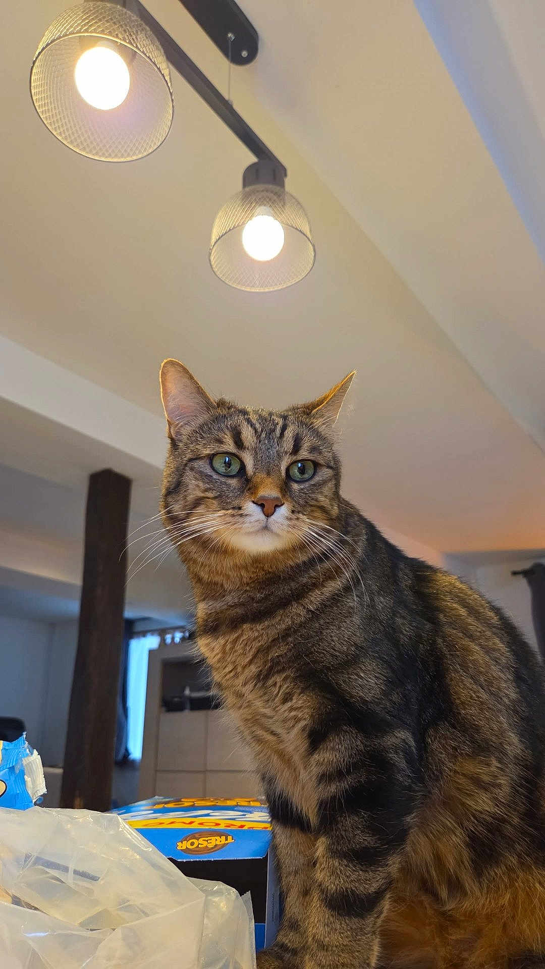 Sirius a rejoint le concours — aidez-le/la à gagner de superbes lots ! cat, tabby, indoor, pet, animal, feline, green_eyes, table, snack_packaging, plastic_bag, lamp, ceiling_light, wooden_beam, curtain, window, furniture, home, closeup, whiskers, ears