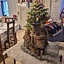 Sirius a rejoint le concours — aidez-le/la à gagner de superbes lots ! cat, tabby_cat, christmas_tree, christmas_decorations, santa_figurine, ornament, tinsel, table, couch, blanket, person, refrigerator, dining_table, chairs, indoor, holiday, living_room, wooden_floor, window, figurines