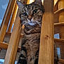 cat, tabby, wood, stairs, indoor, pet, animal, curious, feline, closeup, whiskers, ears, vertical_bars, spiral_staircase, house, domestic, cute, looking, portrait, fur