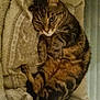 Sirius a rejoint le concours — aidez-le/la à gagner de superbes lots ! cat, tabby, pet, animal, feline, cozy, blanket, indoor, relaxed, fur, cute, whiskers, paws, sleepy, resting, home, soft, comfort, striped, nap