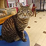 animal, blue_stool, books, bookshelf, cat, cozy, ears, feline, floor_tiles, furniture, home, indoor, pet, relaxed, sitting, stool, tabby_cat, television, whiskers, wooden_stool
