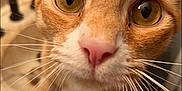 Jaxx joined the competition — help win amazing prizes! animal, bathroom, cat, close_up, closeup, countertop, curious, cute, domestic, eyes, face, feline, fur, indoor, orange_tabby, pet, pink_nose, portrait, sink, whiskers