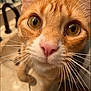 cat, orange_tabby, close_up, whiskers, eyes, pink_nose, curious, pet, indoor, bathroom, sink, countertop, fur, face, animal, domestic, feline, portrait, closeup, cute