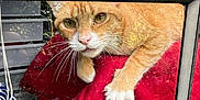 Jaxx is registered to the contest to win money with this photo: cat, orange_cat, tabby, pet, animal, indoor, window, glass, blanket, red_blanket, paw, curious, feline, whiskers, resting, cozy, fur, closeup, reflection, houseplant