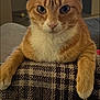 Jaxx is registered to the contest to win money with this photo: cat, orange_cat, white_fur, pet, animal, indoor, feline, looking_at_camera, close_up, sitting, paw, blanket, patterned_blanket, relaxed, furry, cute, whiskers, ears, nose, home
