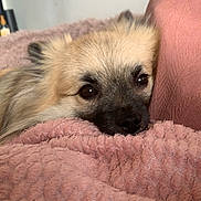 Dana participe au concours pour gagner de l'argent avec cette photo : dog, small_dog, fluffy, resting, cozy, blanket, pink_blanket, pillow, close_up, face, snout, eyes, ears, fur, indoor, pet, relaxed, brown_eyes, nose, cushion