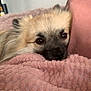 dog, small_dog, fluffy, resting, cozy, blanket, pink_blanket, pillow, close_up, face, snout, eyes, ears, fur, indoor, pet, relaxed, brown_eyes, nose, cushion