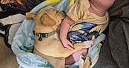 Gracelynn joined the competition — help win amazing prizes! animal, baby, blanket, child, comfort, couch, cozy, cute, dog, friendship, indoor, infant, nap, onesie, pet, puppy, rest, sleeping, soft, together