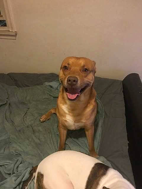 Ethan is registered to the contest to win money with this photo: american_pit_bull_terrier, beagador, black_mouth_cur, broholmer, canidae, carnivore, companion_dog, dog, dog_breed, fawn, labrador_retriever, mammal, mountain_cur, pit_bull, potcake_dog, rhodesian_ridgeback, sporting_group