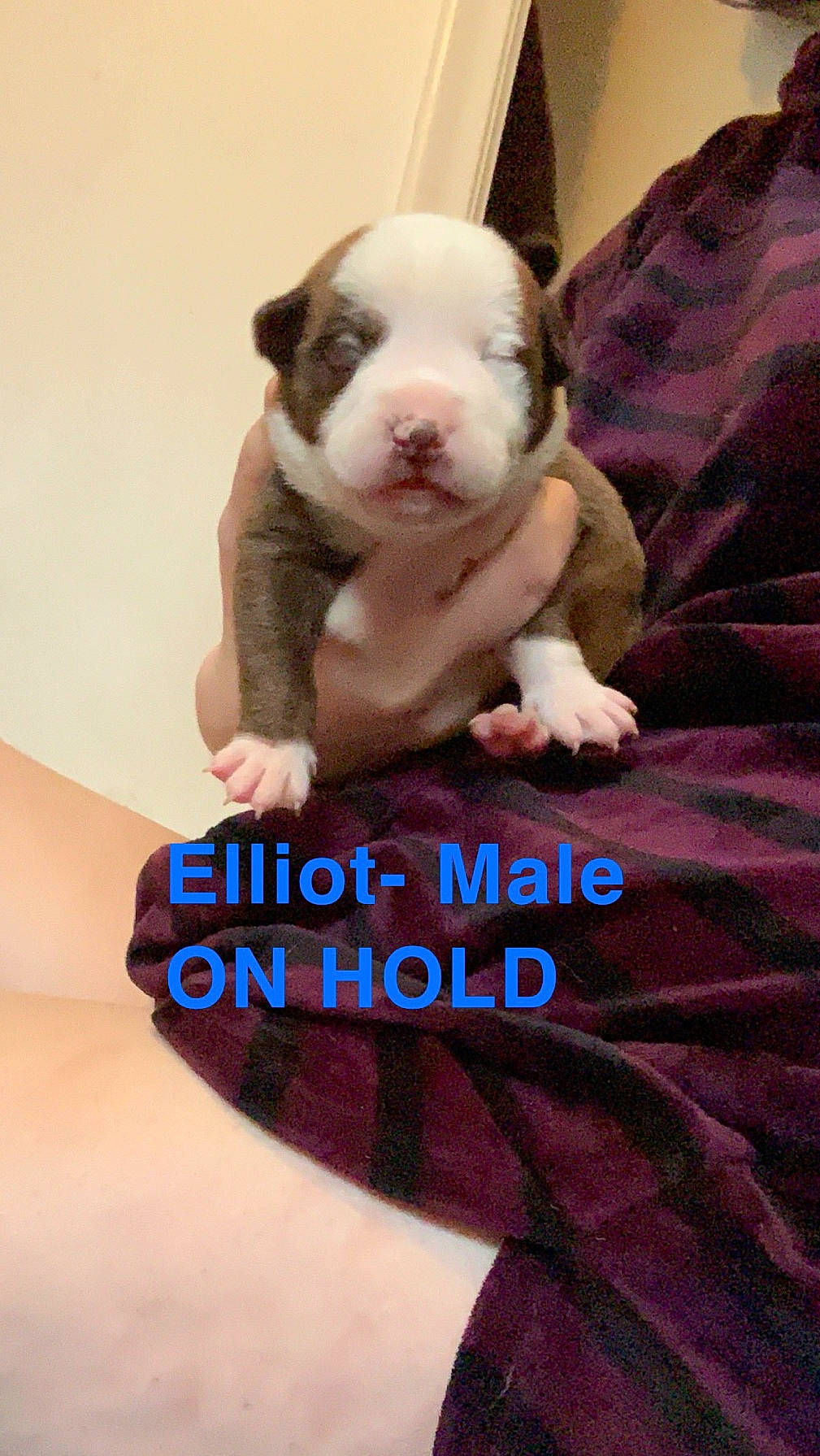 Elliot joined the competition — help win amazing prizes! american_bulldog, american_pit_bull_terrier, american_staffordshire_terrier, australian_bulldog, bulldog, canidae, carnivore, companion_dog, dog, dog_breed, fawn, mammal, non_sporting_group, photo_caption, pit_bull, puppy, puppy_love, toy_bulldog, vertebrate