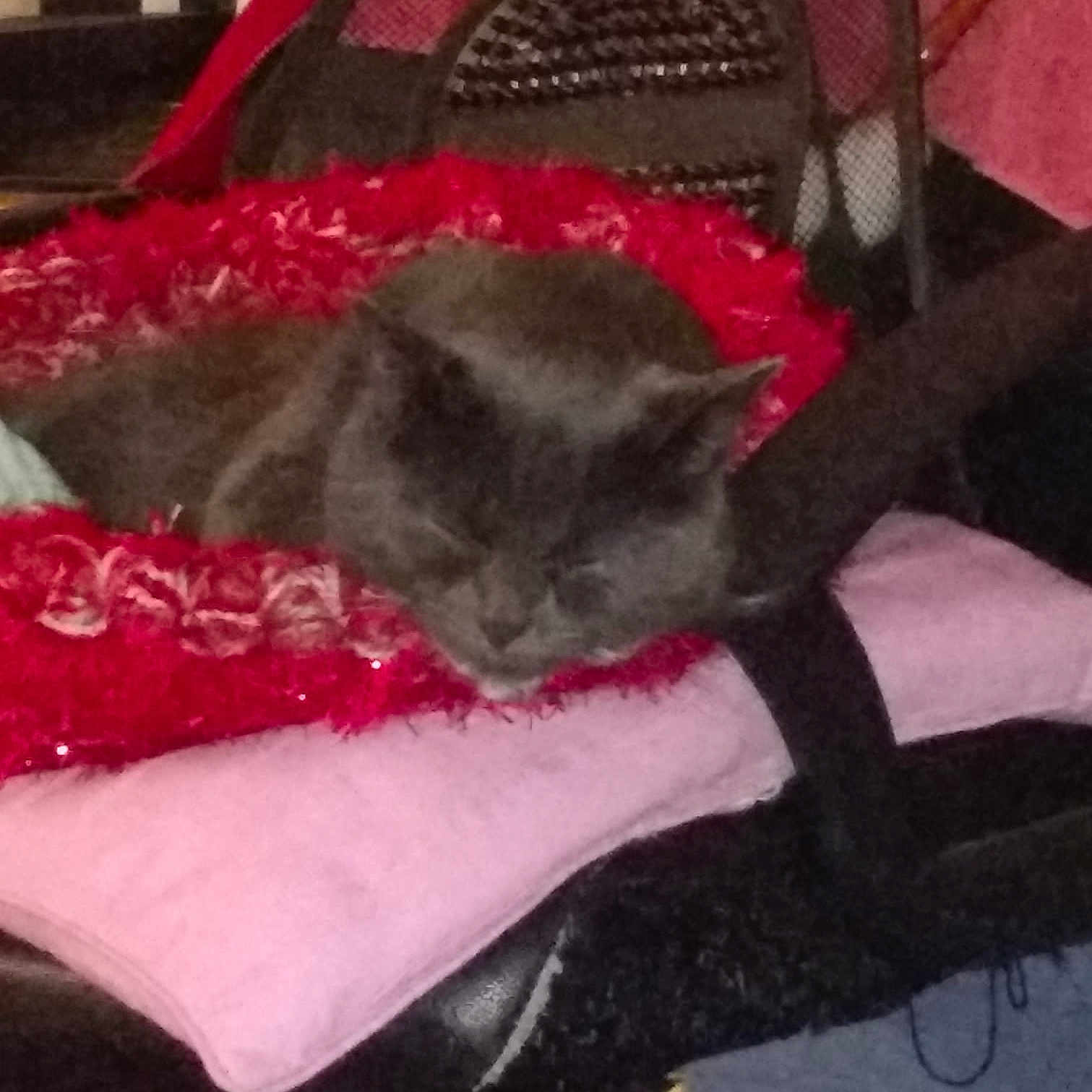Honey joined the competition — help win amazing prizes! carnivoran, cat, cat_like_mammal, furniture, kitten, small_to_medium_sized_cats, snout, tail, whiskers