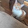 Rocco is registered to the contest to win money with this photo: animal, cat, couch, cozy, curious, domestic, ears, eyes, fur, furniture, household, indoor, looking_up, orange_cat, pet, sitting, table, whiskers, white_cat, wooden_floor