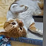Rocco joined the competition — help win amazing prizes! animal, box, cat, close_up, curious, cute, domestic_animal, feline, fur, indoor, looking, lying_down, orange_cat, pet, playful, puzzle, puzzle_pieces, resting, whiskers, white_cat