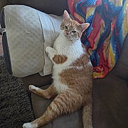 Rocco joined the competition — help win amazing prizes! cat, orange_cat, white_cat, pet, feline, couch, pillow, knitted_blanket, indoor, relaxed, animal, fur, whiskers, tail, paw, looking, resting, home, cozy, seated