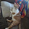 cat, orange_cat, white_cat, pet, feline, couch, pillow, knitted_blanket, indoor, relaxed, animal, fur, whiskers, tail, paw, looking, resting, home, cozy, seated