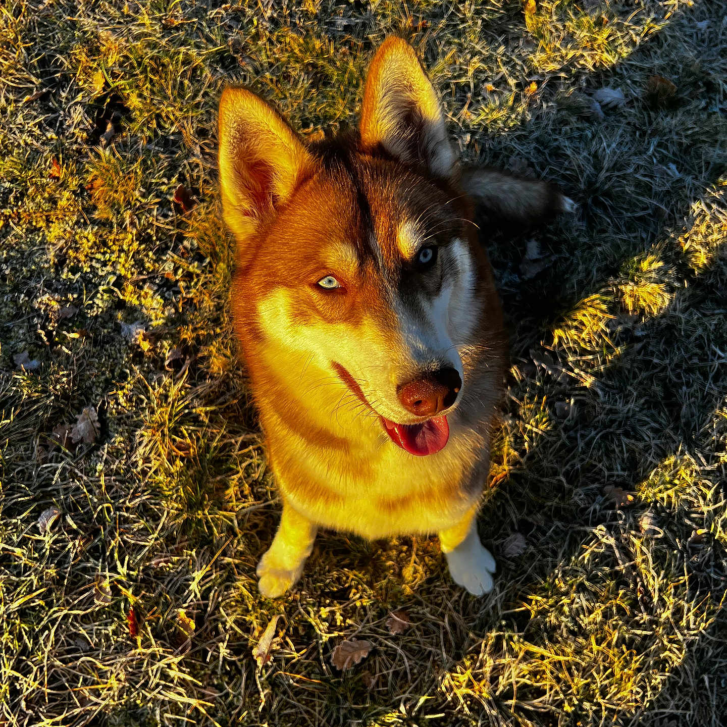 Vayko