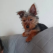 Jackson joined the competition — help win amazing prizes! dog, puppy, couch, quilted, gray, fur, ears, pet, indoor, resting, animal, small_dog, cute, home, relaxed, canine, furry, companion, looking_away, young