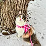 cat, calico_cat, snow, tree_trunk, harness, leash, outdoor, pet, animal, winter, fur, yellow_eyes, pink, curious, paw_prints, nature, whiskers, fluffy, closeup, ground
