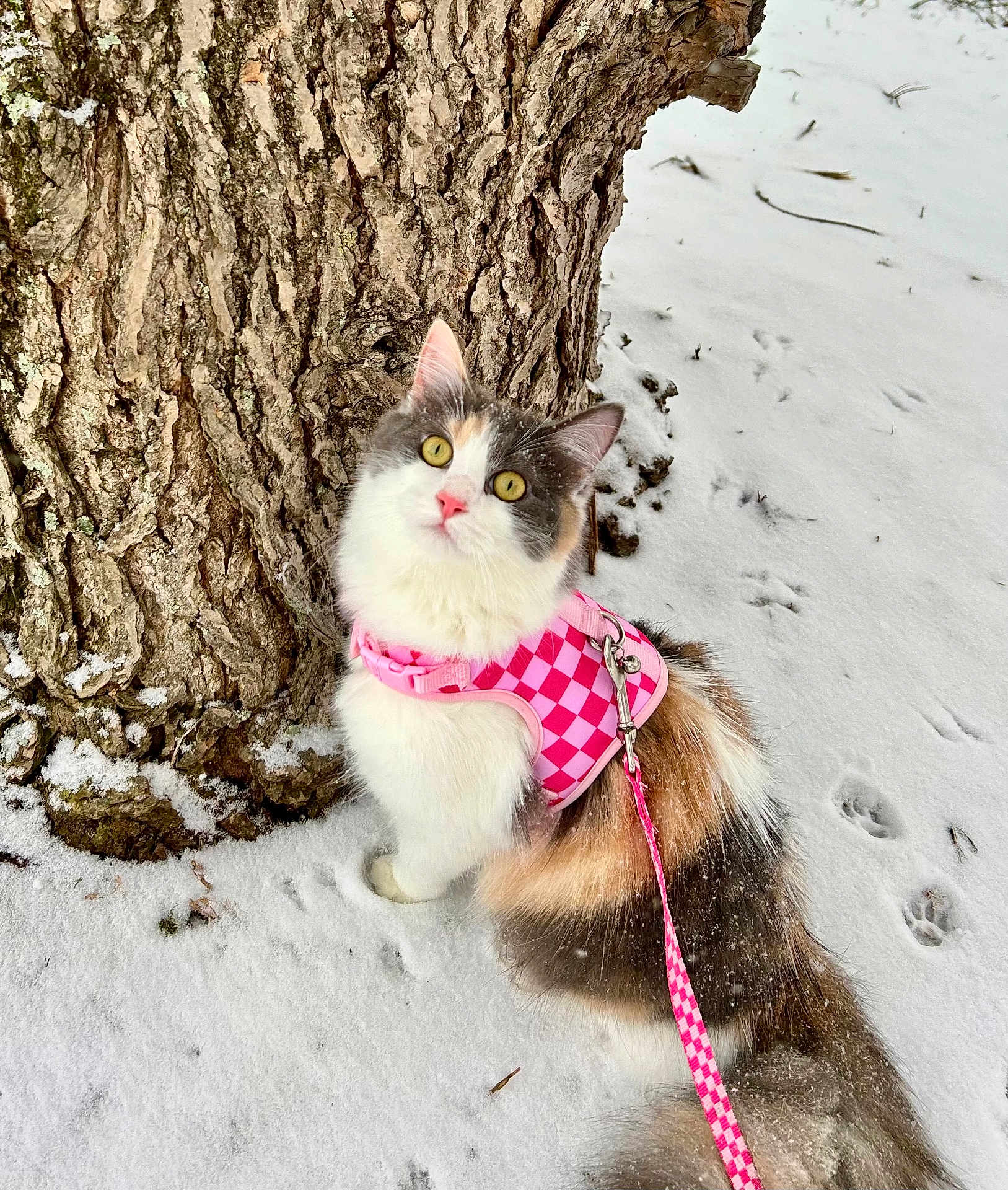 Nova is registered to the contest to win money with this photo: cat, calico_cat, snow, tree_trunk, harness, leash, outdoor, pet, animal, winter, fur, yellow_eyes, pink, curious, paw_prints, nature, whiskers, fluffy, closeup, ground