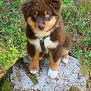 Alvin participe au concours pour gagner de l'argent avec cette photo : animal, brown_fur, curious, cute, dog, flora, forest, greenery, harness, moss, natural, nature, outdoor, pet, puppy, sitting, tree_stump, white_paws, woodland, young_dog