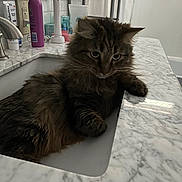 Charley is registered to the contest to win money with this photo: animal, bathroom, cat, cup, domestic, ears, electric_toothbrush, faucet, fur, indoor, marble_countertop, mirror, paws, pet, relaxed, sink, spray_bottle, tabby, toiletries, whiskers