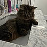 animal, bathroom, cat, cup, domestic, ears, electric_toothbrush, faucet, fur, indoor, marble_countertop, mirror, paws, pet, relaxed, sink, spray_bottle, tabby, toiletries, whiskers