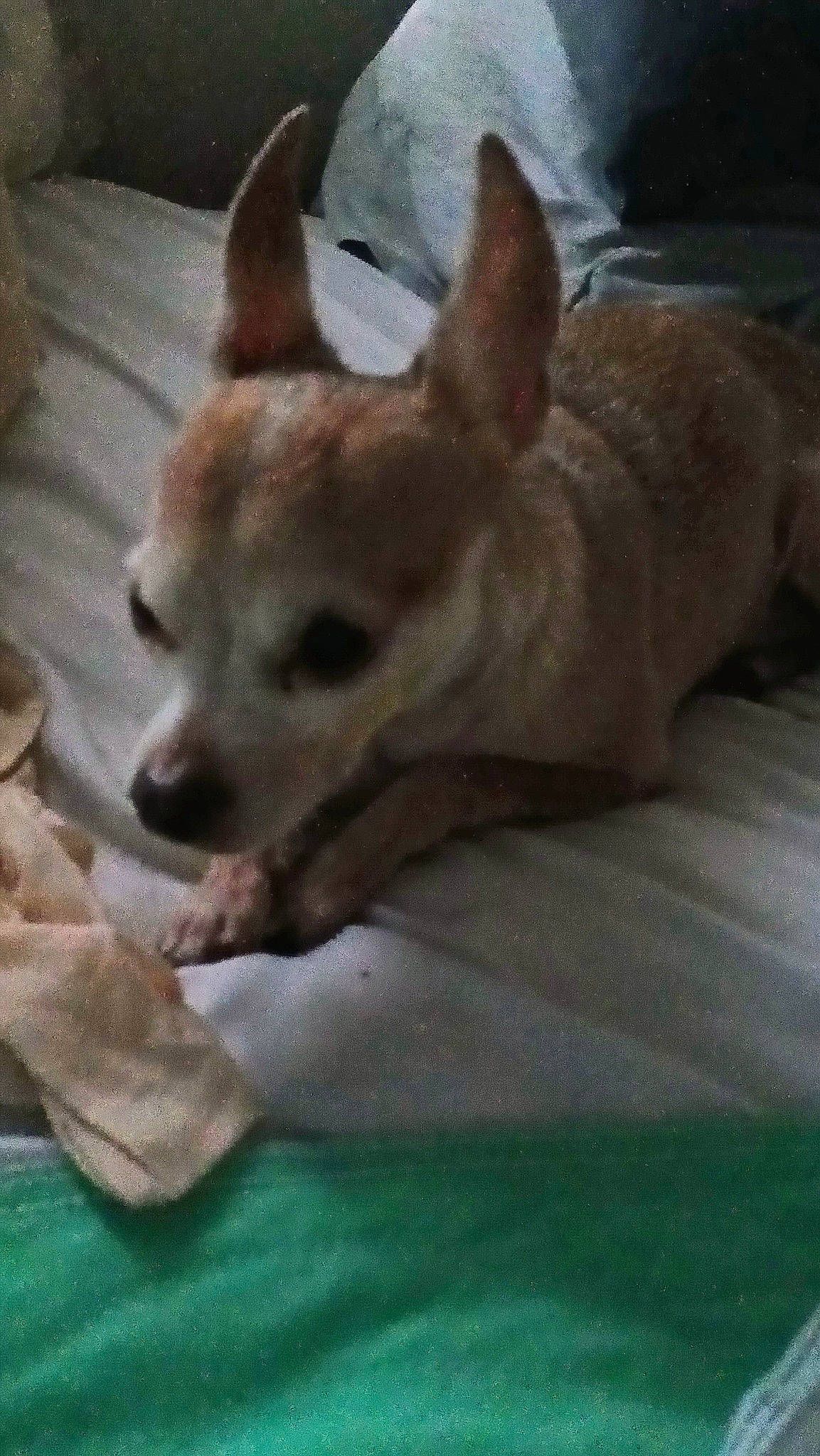 Lil-man is registered to the contest to win money with this photo: carnivore, chihuahua, comfort, companion_dog, corgi_chihuahua, dog, dog_bed, dog_breed, dog_supply, fawn, felidae, fur, snout, sporting_group, tail, terrestrial_animal, toy_dog, whiskers, wood, working_animal