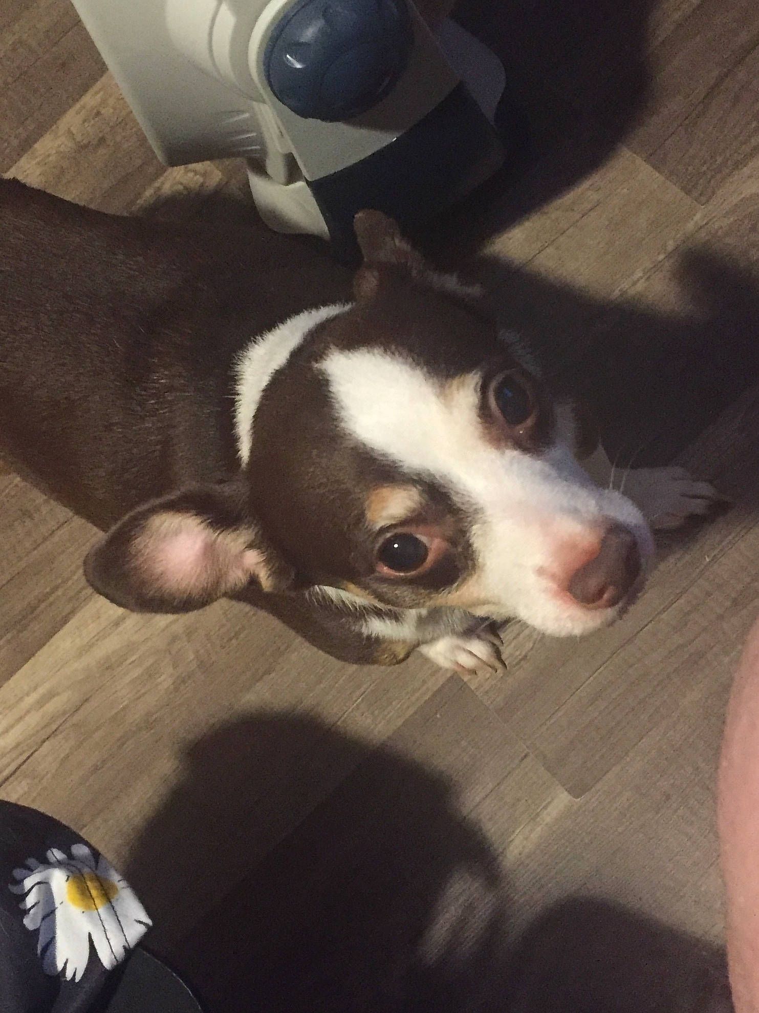 Brutus joined the competition — help win amazing prizes! camera, camera_lens, car, carnivore, cloud, comfort, companion_dog, dog, dog_breed, family_car, fur, light, mammal, paw, snout, sporting_group, vehicle_door, whiskers, white, working_animal