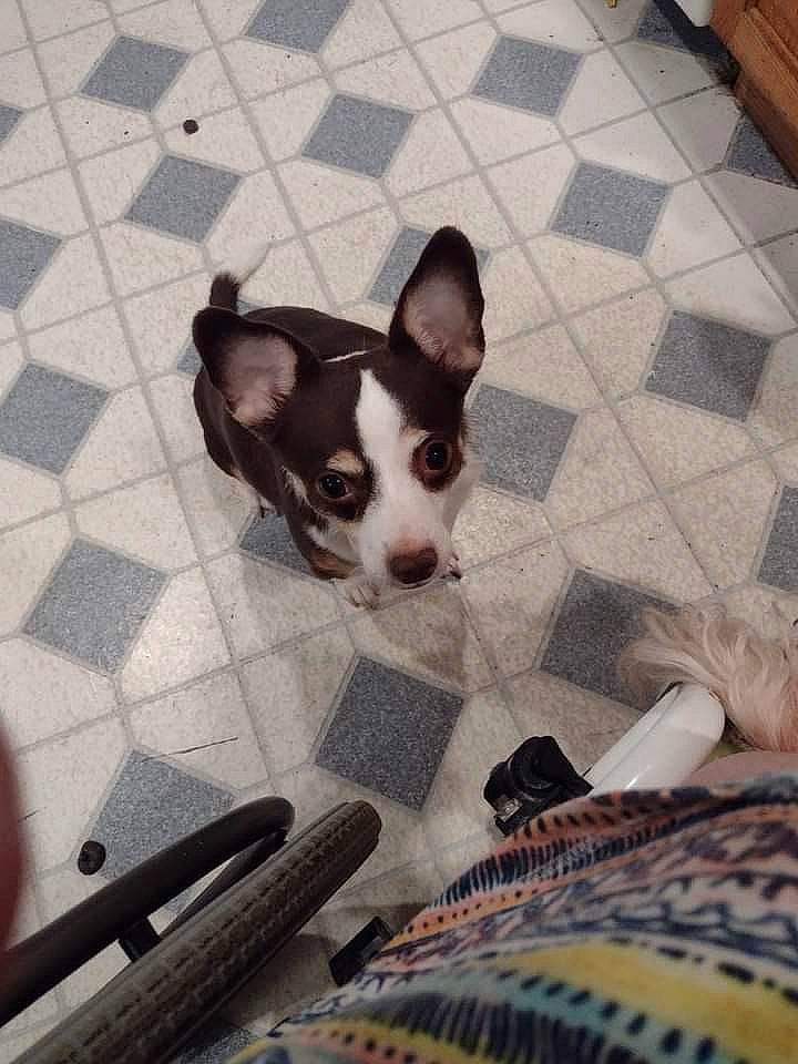 Brutus joined the competition — help win amazing prizes! carnivore, comfort, companion_dog, dog, dog_breed, fawn, felidae, floor, flooring, line, linens, office_supplies, pattern, publication, snout, tail, toy_dog, whiskers, wood, working_animal